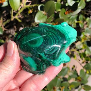 Amazing Large Malachite Frog!